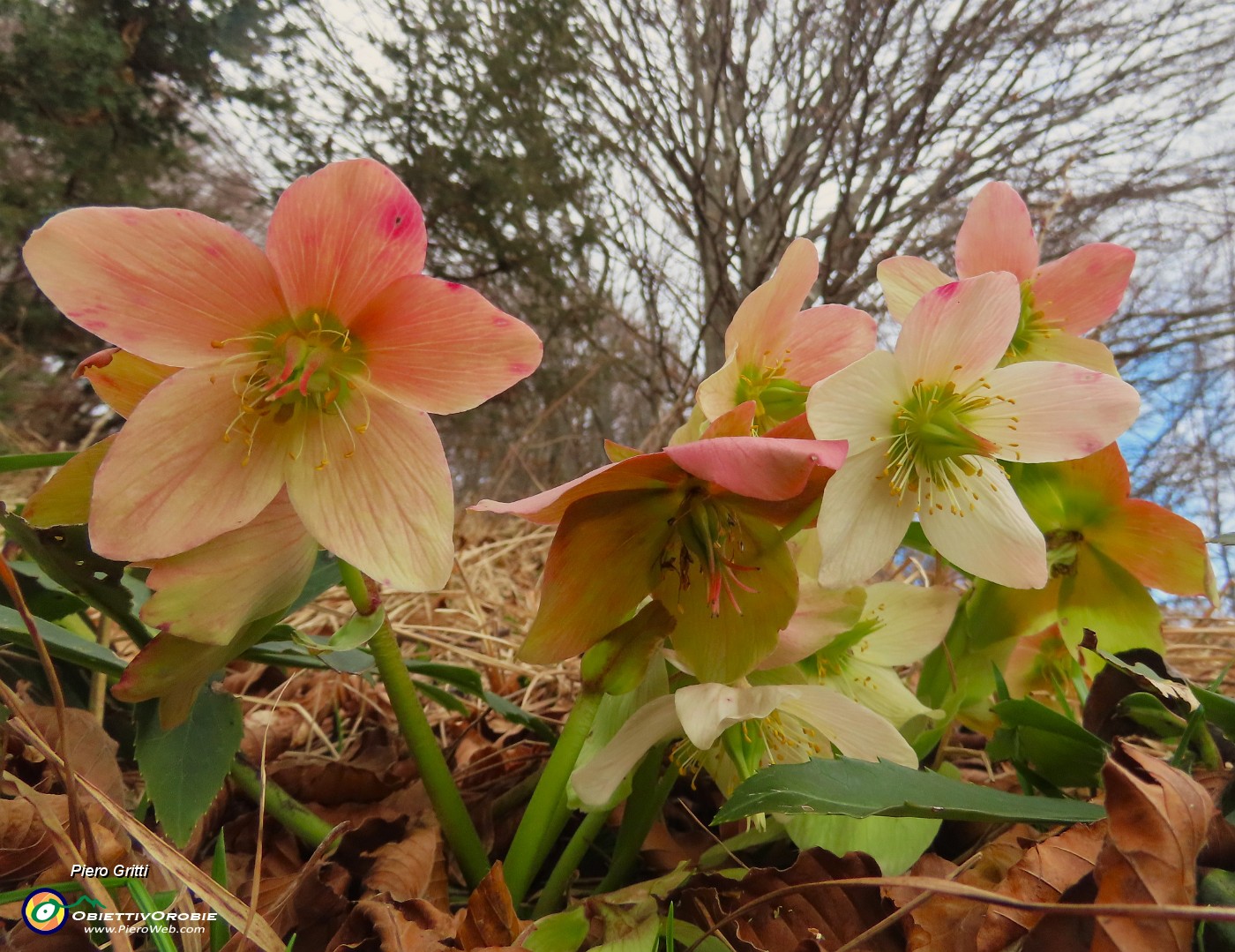 56 Helleborus niger -Ellebori.JPG